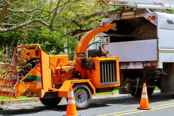 Best Tree Trimming and Pruning  in Orrville, OH